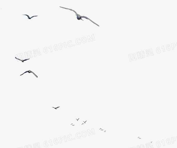 飞鸟