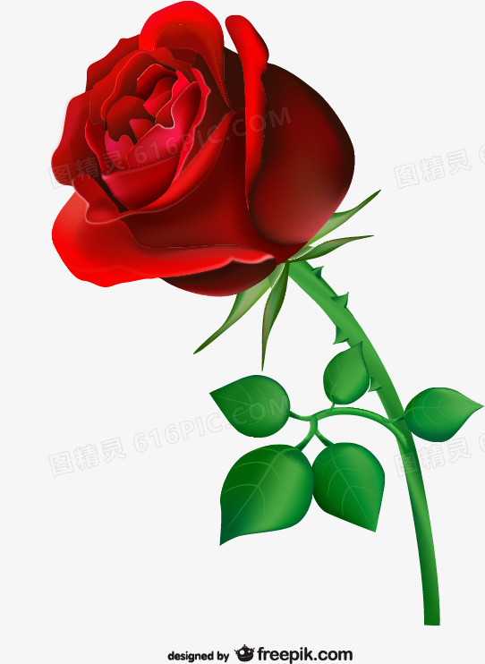 热情的红玫瑰