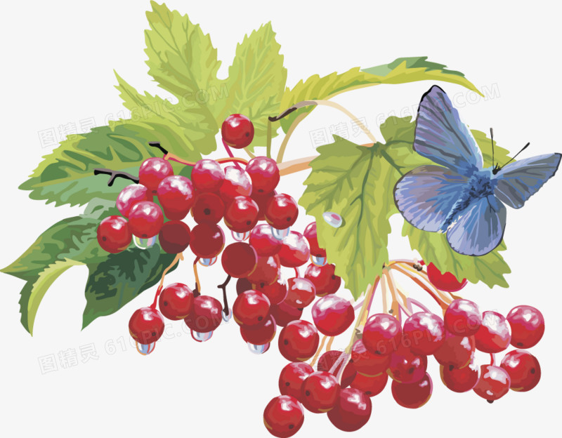 矢量图水果樱桃树莓