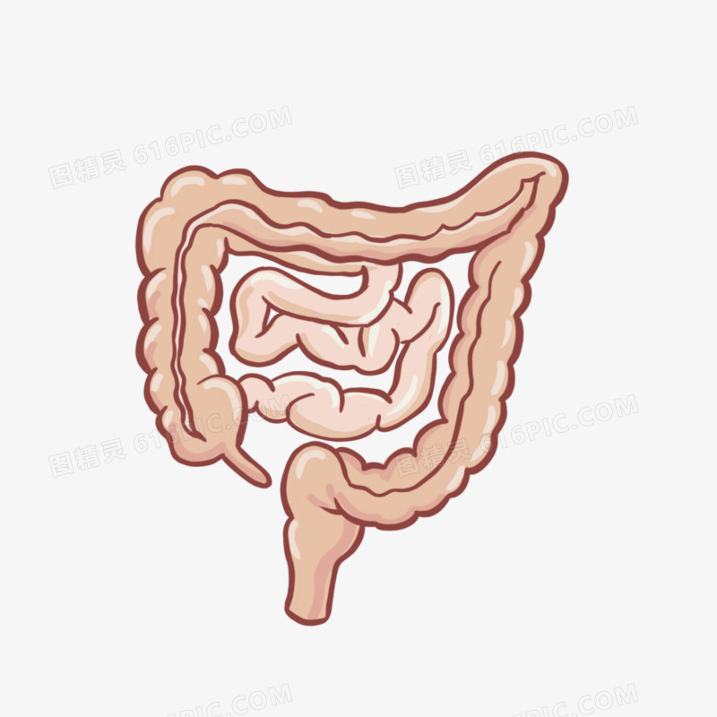手绘卡通人体肠道消化系统免抠元素