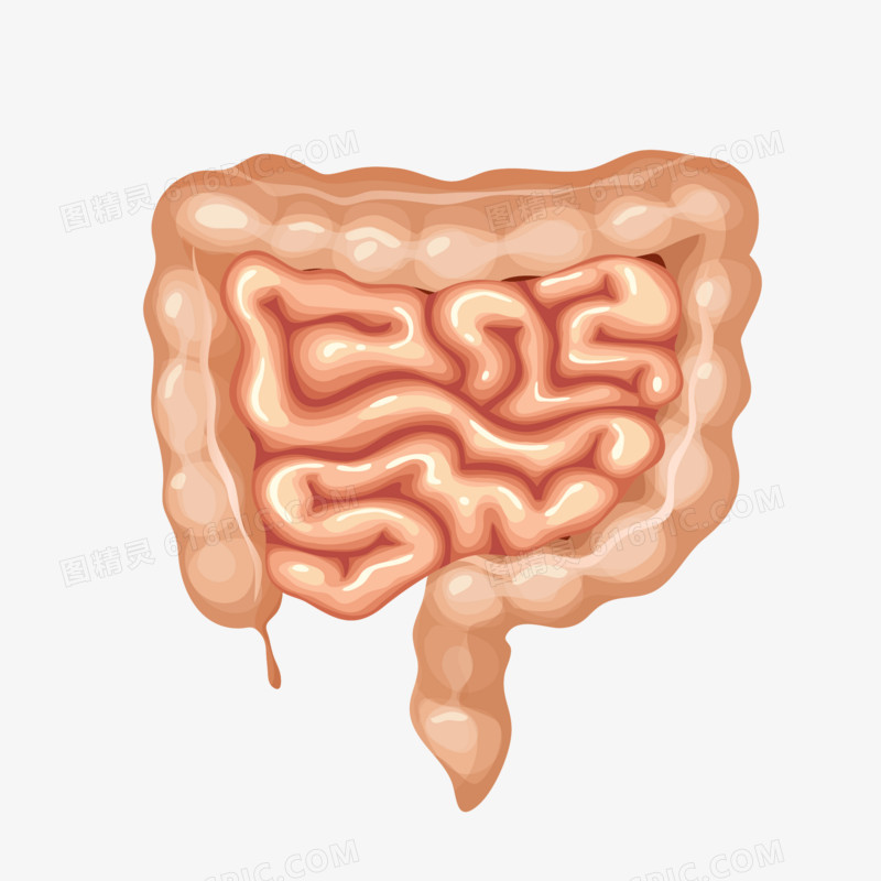 手绘人体消化系统肠胃素材