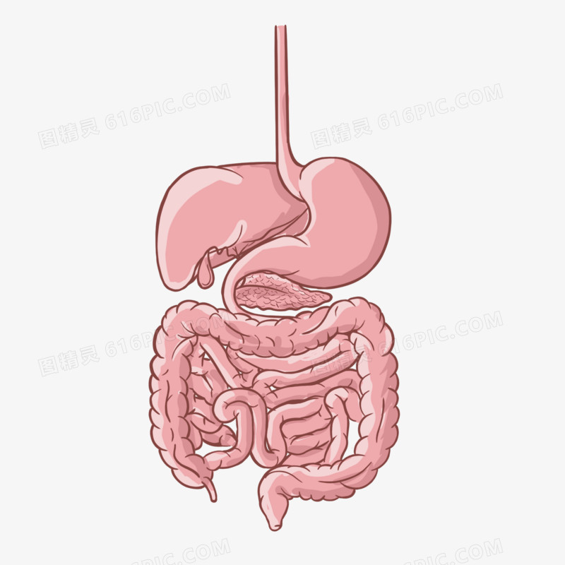 手绘卡通简约消化系统肠胃免抠元素