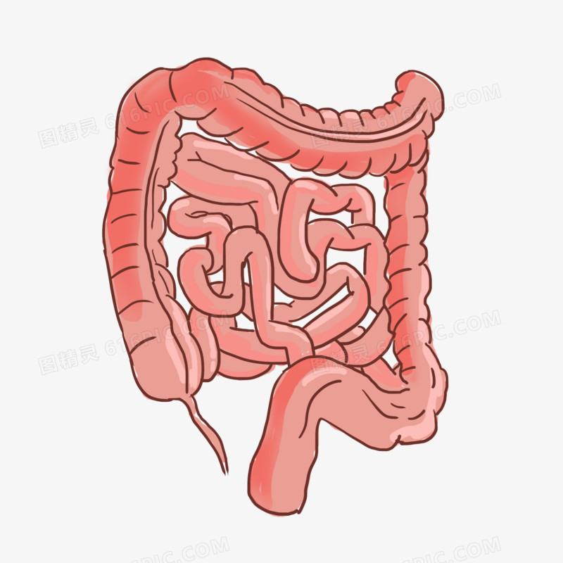 手绘消化系统肠道卡通元素