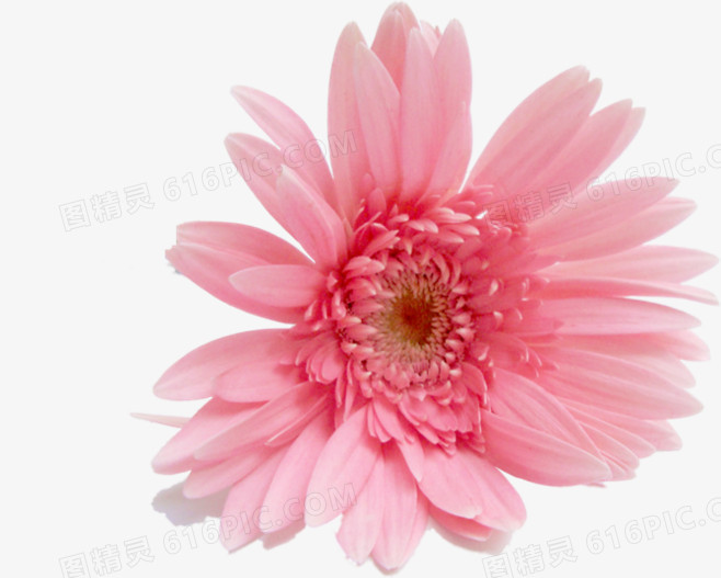 粉色高清护肤品花朵装饰