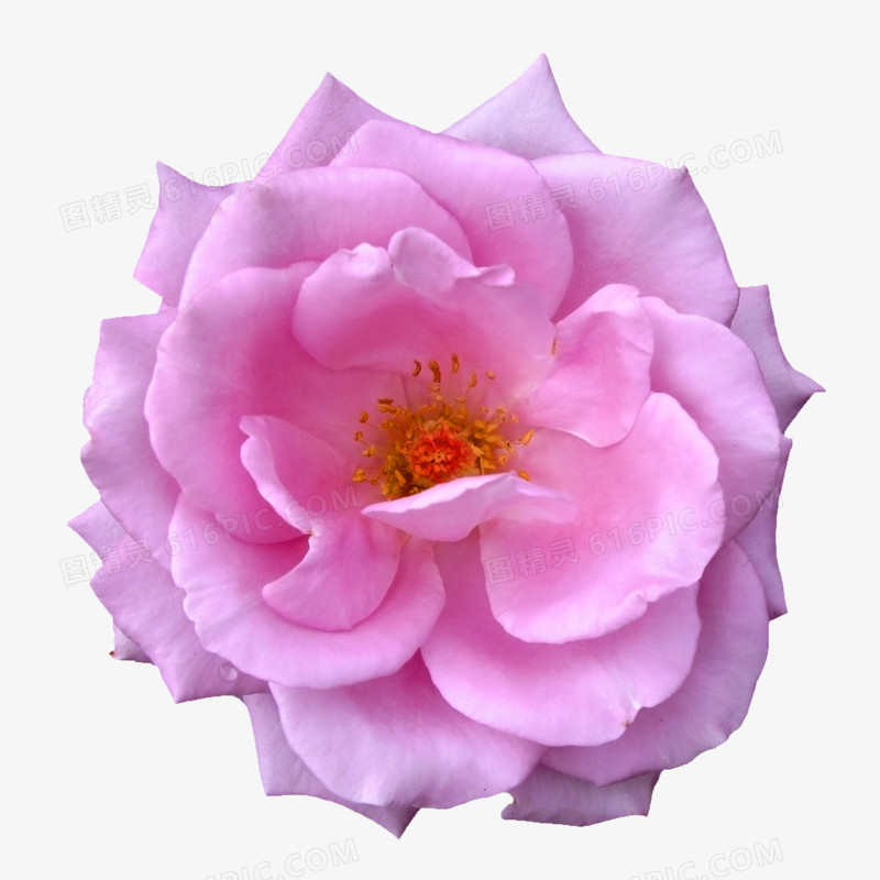 花束创意花卉图片 紫色唯美玫瑰花