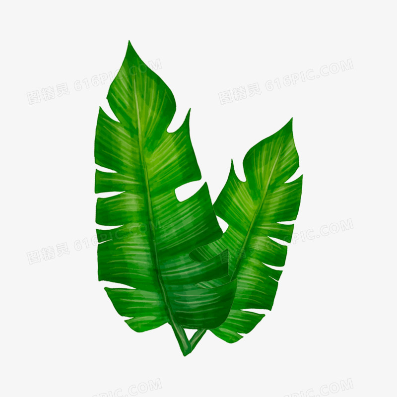 手绘插画风绿色精美热带植物棕榈叶免抠素材