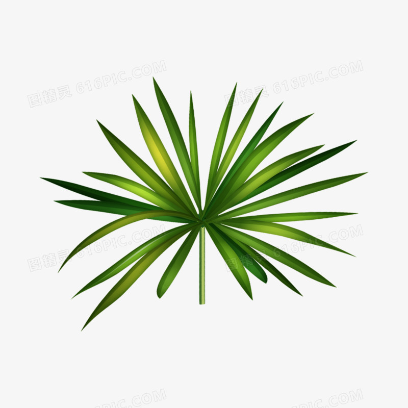手绘插画风绿色热带植物棕榈叶素材