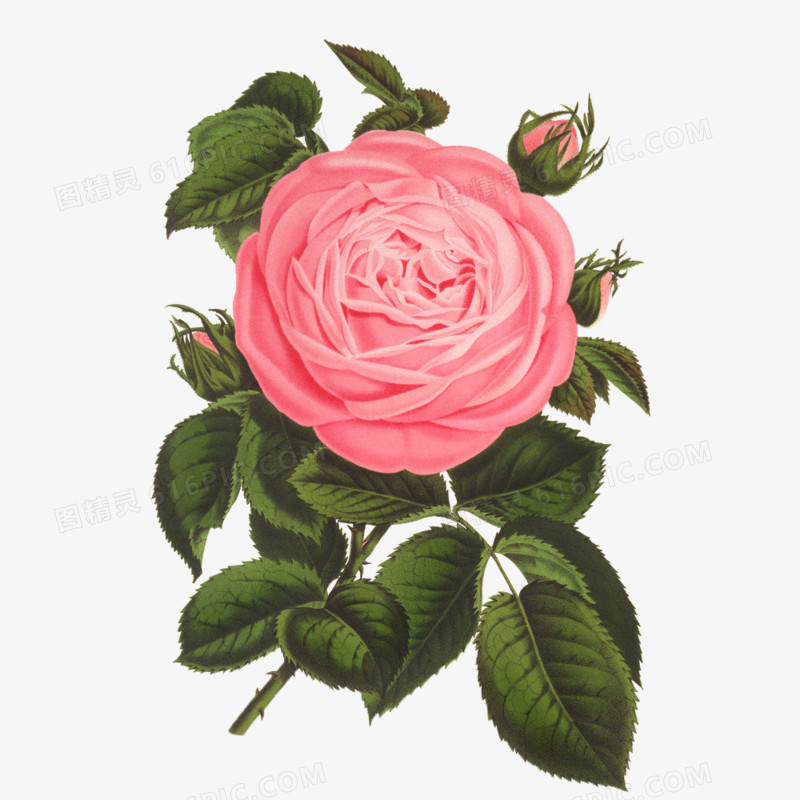 手绘鲜花素材花朵图片素材 手绘玫瑰花