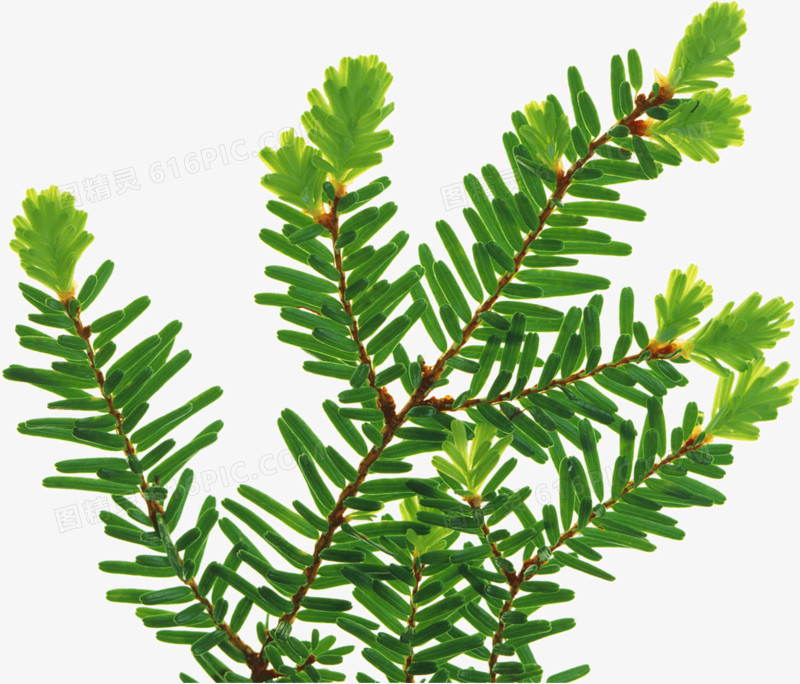 绿色植物