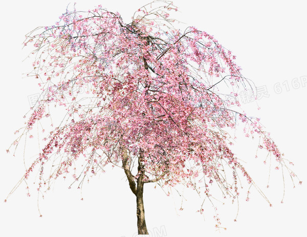 桃树