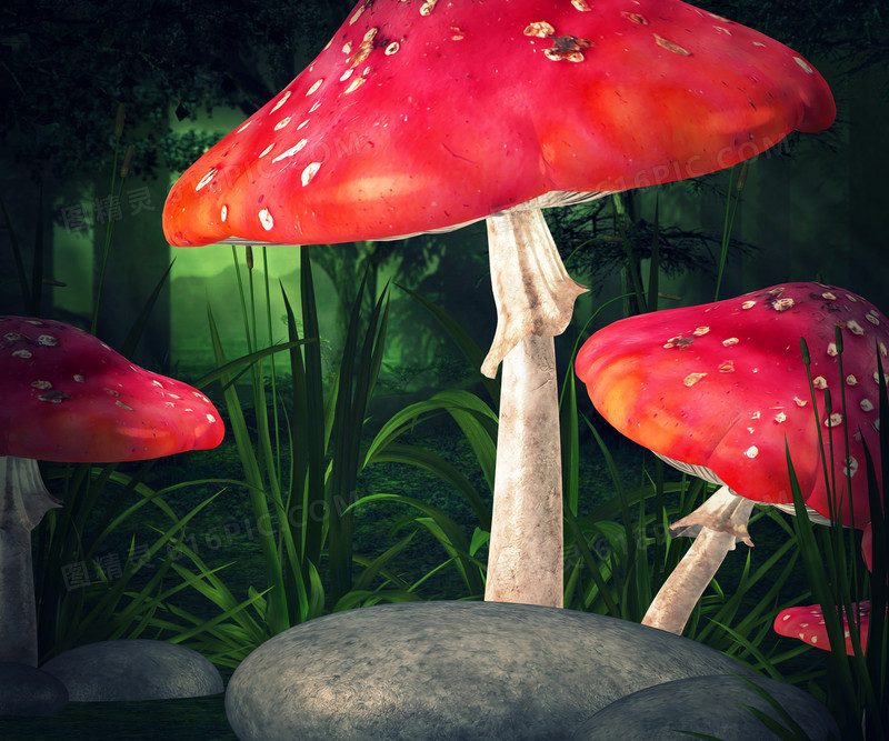 森林中的红色蘑菇