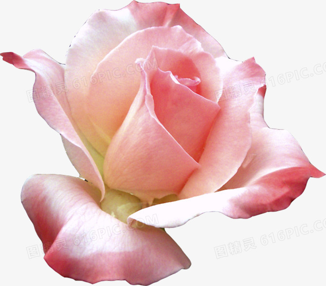 高清粉红色花朵植物素材