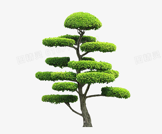 树