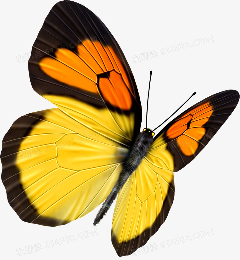 黄色卡通手绘蝴蝶昆虫