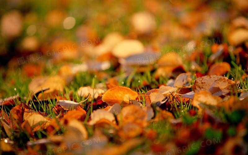 秋天落叶素材秋季背景