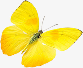 黄色纹理蝴蝶动物