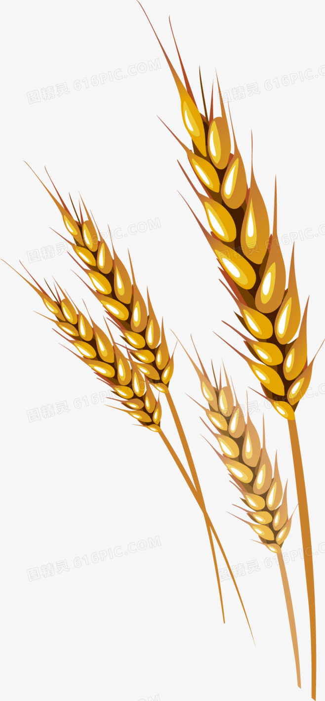小麦手绘装饰元素