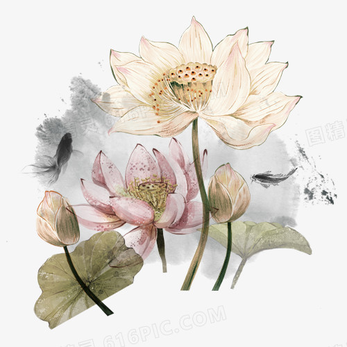荷花