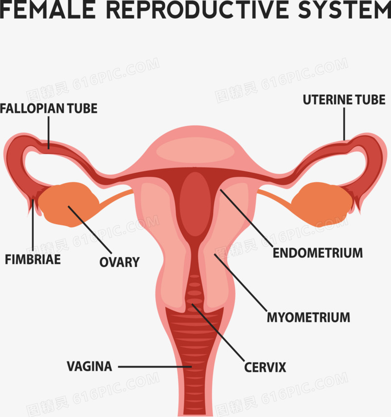 女性生殖系统剖面图