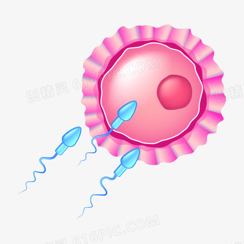 精子矢量图