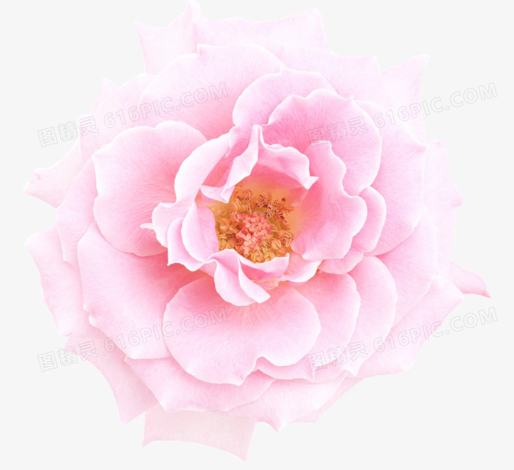 粉红牡丹花朵花蕊