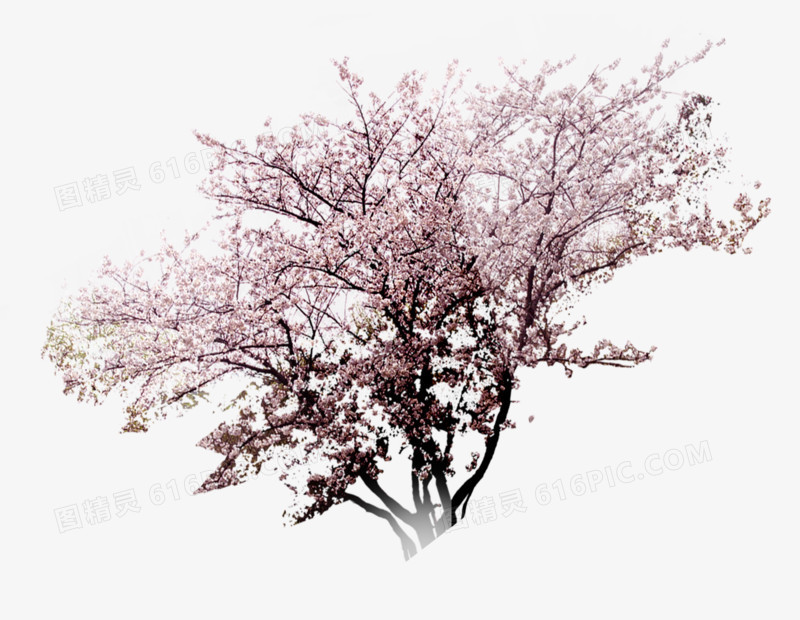 樱花景观树