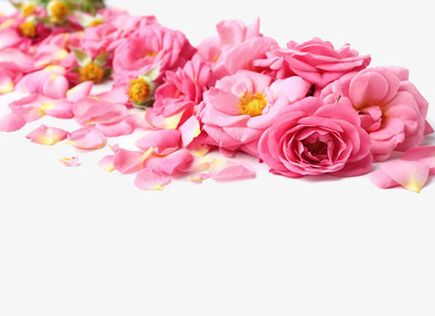 一地粉色玫瑰鲜花