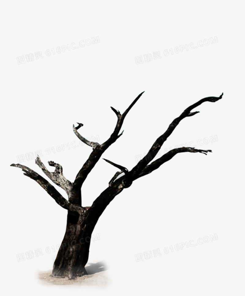 黑色干枯的树枝插图