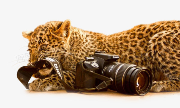实拍美洲豹撕咬单反摄像机