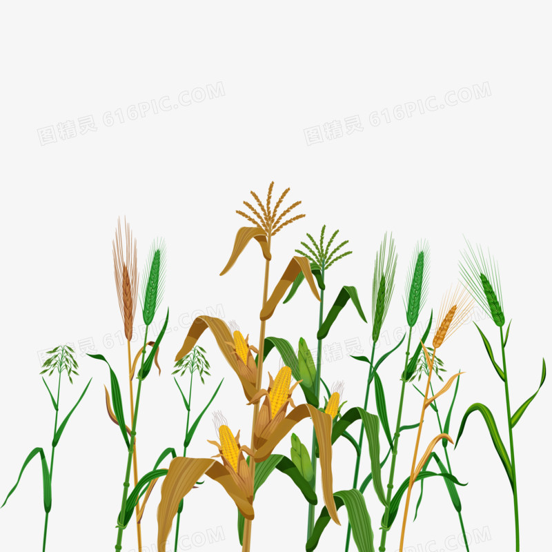 手绘生长的农作物麦子玉米素材
