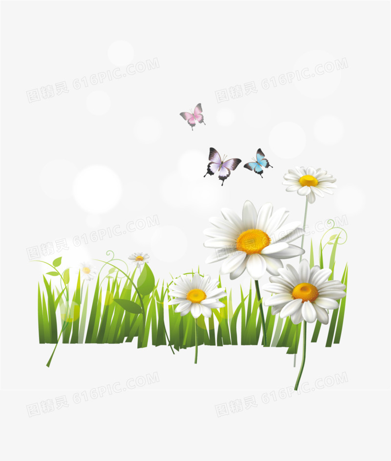 白色雏菊花丛和蝴蝶矢量素材
