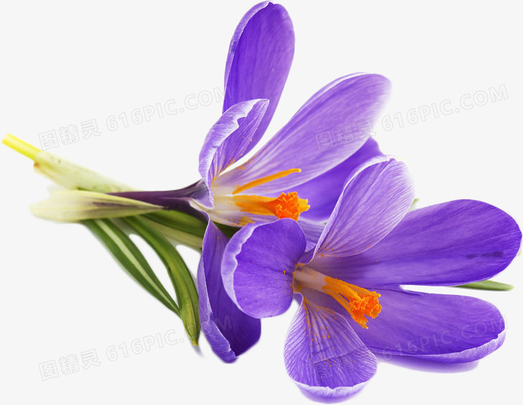 紫罗兰花朵盛开美丽