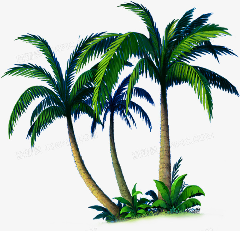 夏季海岛椰子树