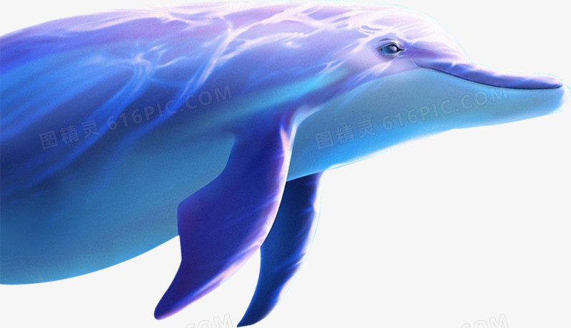 蓝色海豚夏天