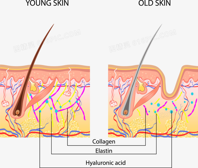 年轻人皮肤和老年人皮肤结构对比分析图