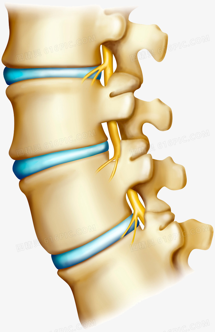 脊椎骨头医学图片