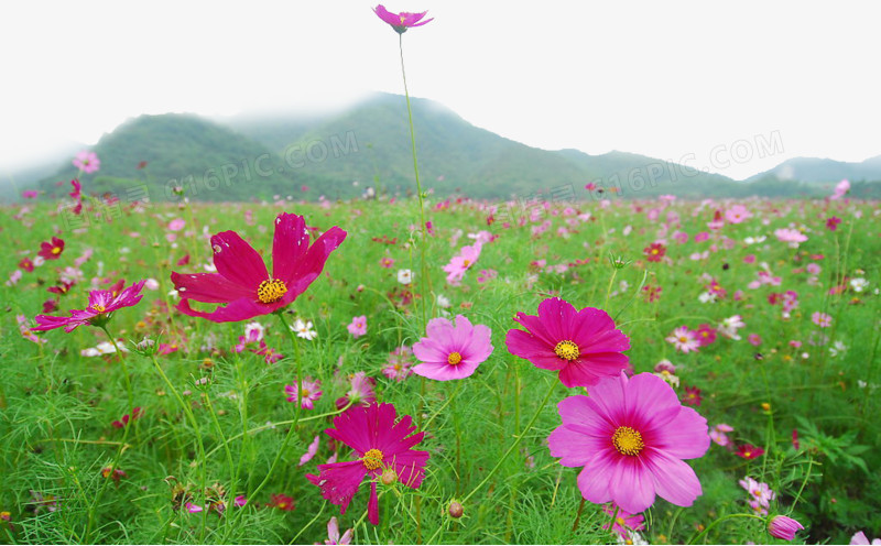 花海群山环绕