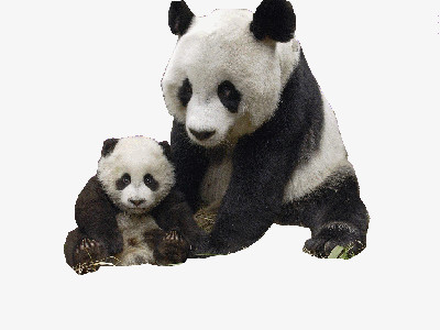 熊猫一家