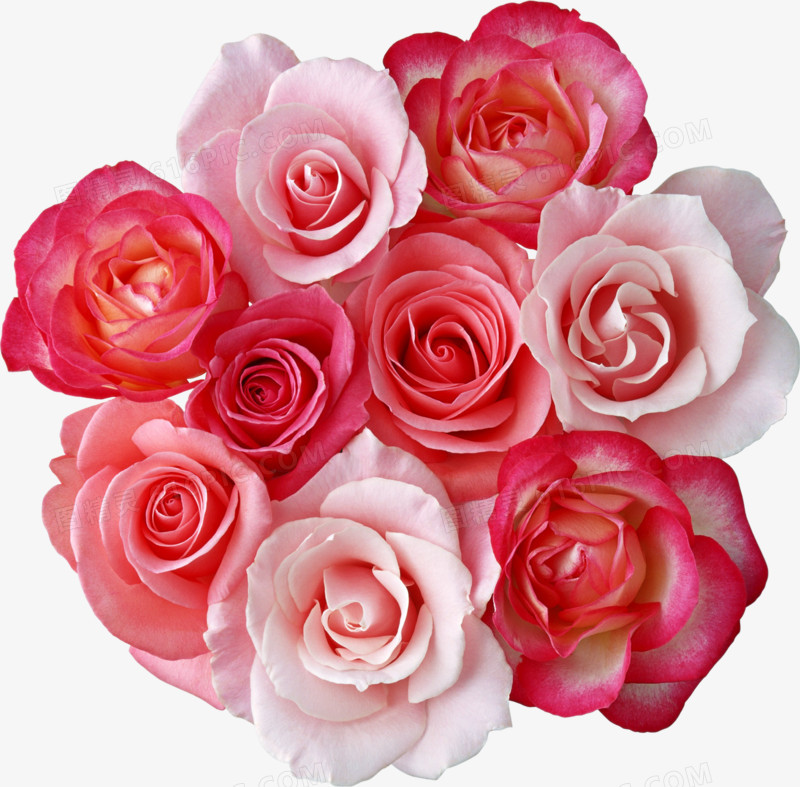 高清粉红色玫瑰装饰