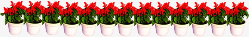 花盆盆栽红色小花朵