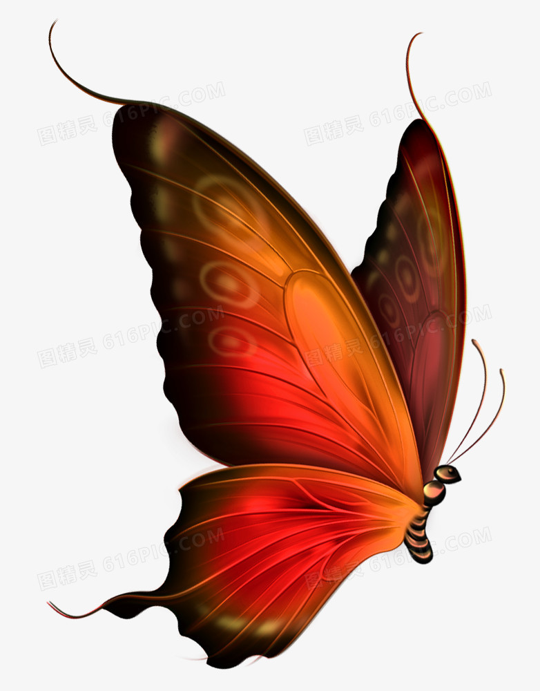 深红色大翅膀蝴蝶