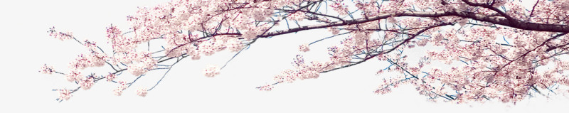 粉色梦幻树枝花朵