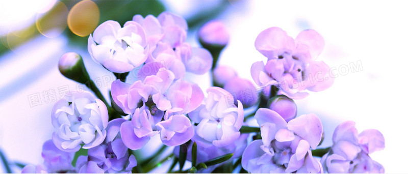 唯美的紫色花朵海报