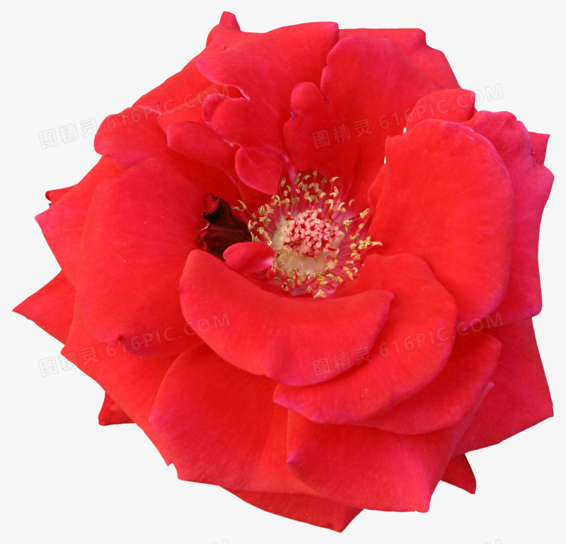 唯美背景图片花卉 红色花朵