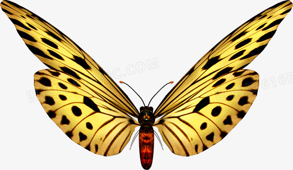 黑绿 蝴蝶 免抠 PNG透明图片 素材