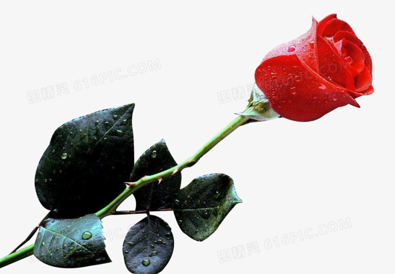 一支带叶子的红色玫瑰花