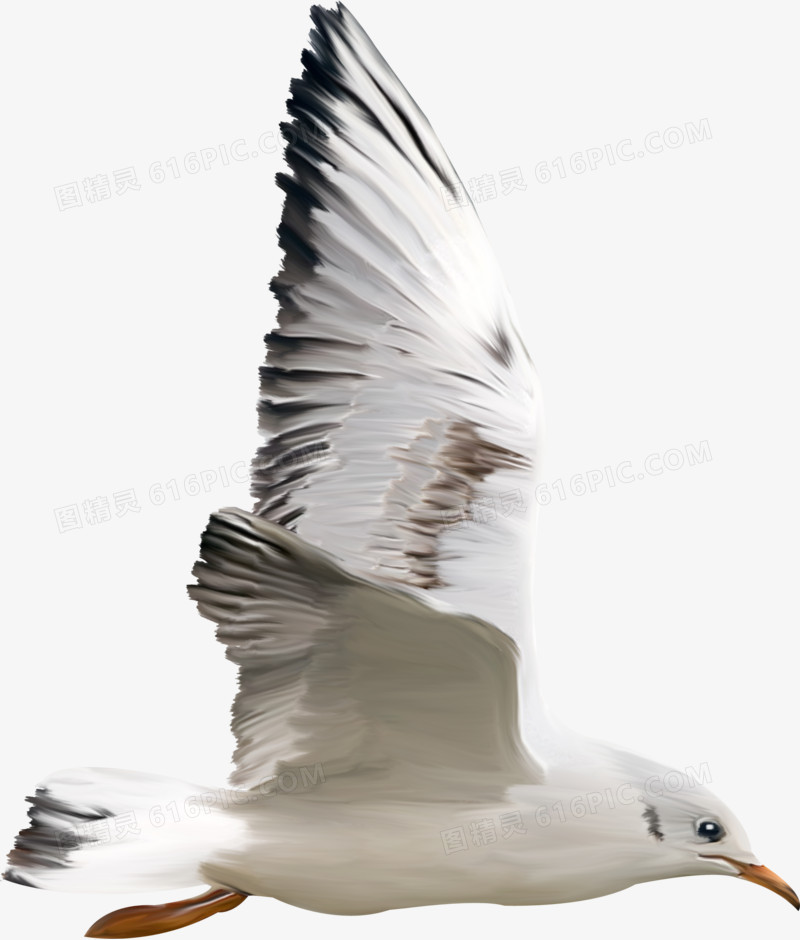 手绘虫鸟图片动物元素 海鸥