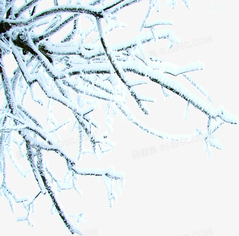 树枝情暖冬日图片