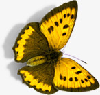 黄色蝴蝶美景手绘卡通