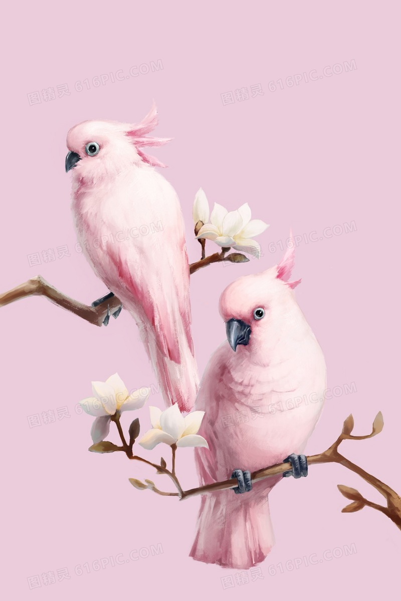 淡粉色可爱小鹦鹉